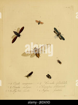 Insectes Donovan de Chine, 1838 pl 16 Banque D'Images