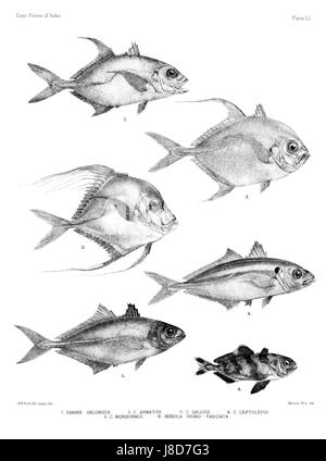 Cette assiette de 'poissons de l'Inde. Atlas présente la diversité des espèces de poissons que l'on trouve en Inde, mettant en évidence la variété de la vie aquatique dans les rivières et les mers de la région. L'atlas sert de référence détaillée pour l'ichtyologie et la biologie marine. Banque D'Images