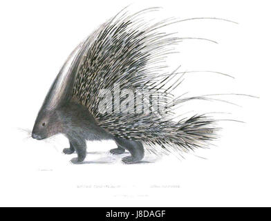 Hystrix cristata, communément appelé porc-épic à crête, est une espèce originaire de certaines régions d'Europe et d'Afrique. Hardwicke a contribué aux premières descriptions de cet animal, qui est connu pour ses piquants pointus. Banque D'Images