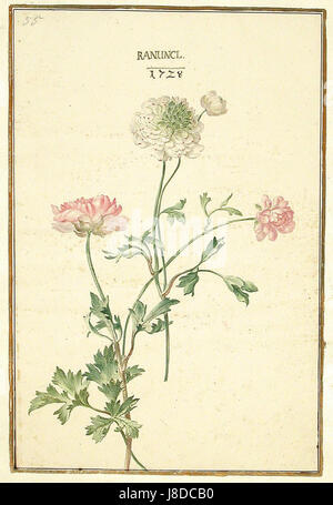 Le Karlsruher Tulpenbuch est un livre botanique du XVIIIe siècle avec des illustrations détaillées de tulipes. Il présente l'étude des fleurs au cours de la période, soulignant l'importance de l'illustration botanique dans l'histoire naturelle européenne. Banque D'Images