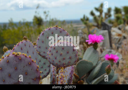 Santa Rita et cactus Opuntia Basilaris à Apple Valley Ca. Banque D'Images