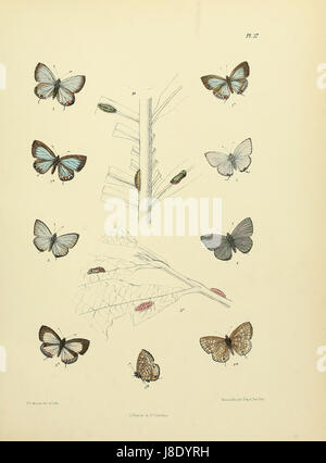 The Lepidoptera of Ceylan plate 37 fait référence à une illustration tirée d'une étude sur les papillons et les papillons de nuit au Sri Lanka (anciennement Ceylan). Cette plaque présente différentes espèces de la région. Banque D'Images