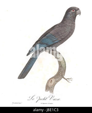 Levaillant Parrot 82 Banque D'Images