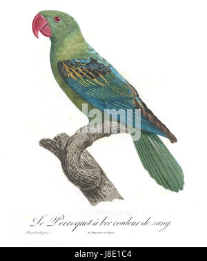 Levaillant Parrot 83 Banque D'Images