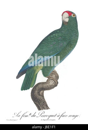 Le perroquet du Levaillant, scientifiquement connu sous le nom de Poicephalus levaillantii, est originaire d'Afrique australe. Le perroquet est connu pour son plumage vert et jaune vif et son appel distinctif. Cette espèce est appréciée pour sa beauté et est souvent étudiée à des fins de conservation. Banque D'Images