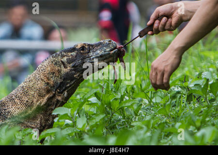 11 mai 2017 - sud de Jakarta, Jakarta, Indonésie - Photo prise le 11 mai 2017 - un ranger l'alimentation d'un dragon de Komodo à Ragunan zoo, Jakarta, Indonésie. Komodos mangent régulièrement des charognes mais rarement tombent malades parce qu'ils comportent des protéines appelées peptides antimicrobiens, une infection tout usage de la défense. Les chercheurs ont analysé des échantillons de sang en Floride en captivité Komodos en utilisant un spectromètre de masse afin d'identifier les peptides avec potentiel de drogues. Un professeur de biochimie à l'Université George Mason, affirme que son équipe est de Komodo paris sang peut contribuer à bataille de bactéries résistantes aux antibiotiques, qui tuent environ 700 000 personnes Banque D'Images