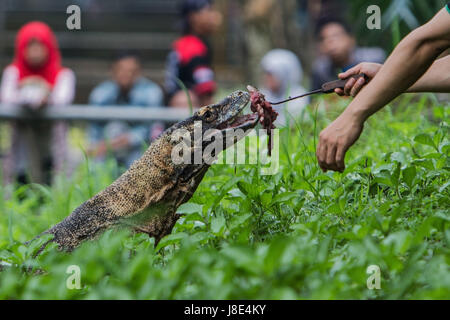 11 mai 2017 - sud de Jakarta, Jakarta, Indonésie - Photo prise le 11 mai 2017 - un ranger l'alimentation d'un dragon de Komodo à Ragunan zoo, Jakarta, Indonésie. Komodos mangent régulièrement des charognes mais rarement tombent malades parce qu'ils comportent des protéines appelées peptides antimicrobiens, une infection tout usage de la défense. Les chercheurs ont analysé des échantillons de sang en Floride en captivité Komodos en utilisant un spectromètre de masse afin d'identifier les peptides avec potentiel de drogues. Un professeur de biochimie à l'Université George Mason, affirme que son équipe est de Komodo paris sang peut contribuer à bataille de bactéries résistantes aux antibiotiques, qui tuent environ 700 000 personnes Banque D'Images