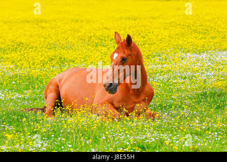 Troon, Ayrshire, UK. 28 mai, 2017. Météo britannique. Au moment où le sort de temps anormalement chaud continue dans la maison de mai tout le monde ressent les effets et relaxant où qu'ils peuvent créditer : Findlay/Alamy Live News Banque D'Images