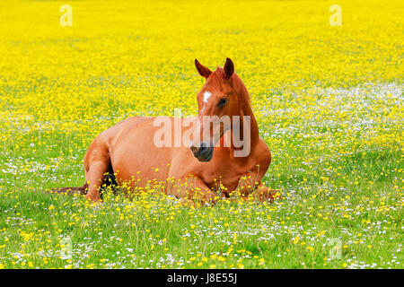 Troon, Ayrshire, UK. 28 mai, 2017. Météo britannique. Au moment où le sort de temps anormalement chaud continue dans la maison de mai tout le monde ressent les effets et relaxant où qu'ils peuvent créditer : Findlay/Alamy Live News Banque D'Images