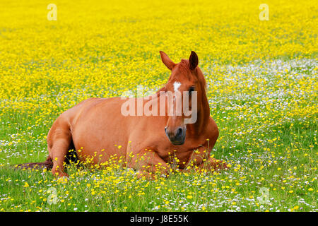 Troon, Ayrshire, UK. 28 mai, 2017. Météo britannique. Au moment où le sort de temps anormalement chaud continue dans la maison de mai tout le monde ressent les effets et relaxant où qu'ils peuvent créditer : Findlay/Alamy Live News Banque D'Images