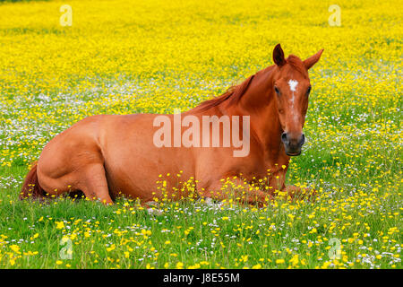 Troon, Ayrshire, UK. 28 mai, 2017. Météo britannique. Au moment où le sort de temps anormalement chaud continue dans la maison de mai tout le monde ressent les effets et relaxant où qu'ils peuvent créditer : Findlay/Alamy Live News Banque D'Images