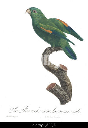 Le perroquet du Levaillant (Poicephalus levaillantii) est originaire des savanes de l'Afrique occidentale et centrale. Il est connu pour son plumage coloré et son bec fort, souvent vu dans les collections aviaires et l'observation des oiseaux. Banque D'Images
