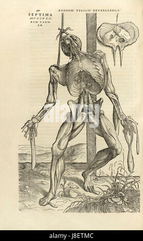 Le de humani corporis fabrica est une œuvre anatomique historique d'Andreas Vesalius, et le Houghton Typ 565.43.868 fait référence à son entrée dans le catalogue ou édition spécifique. Ce texte influent est fondamental dans l'étude de l'anatomie humaine. Banque D'Images