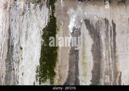 Les mauvaises herbes & mousses croît lentement sur un mur texturé en béton. Banque D'Images