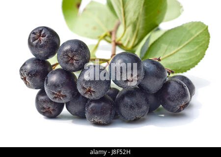 Froid, catarrhe, fruits à pépins,, prophylaxie, macro, portrait, macro, admission Banque D'Images