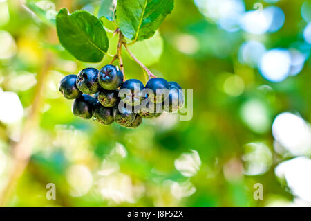 Froid, catarrhe, fruits à pépins,, prophylaxie, macro, portrait, macro, admission Banque D'Images