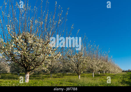 Blue Orchard - verger de pruniers en fleurs Banque D'Images