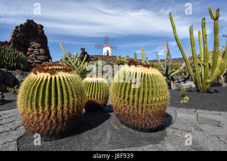 Gros ballon avec cactus moulin en arrière-plan. Jardin de cactus, Lanzarote, Canary Islands, Spain, Europe Banque D'Images