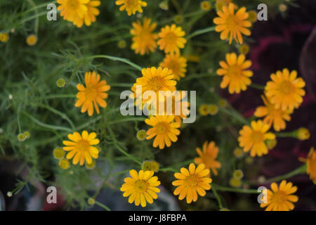 Dahlberg Daisy petite belle jaune. Banque D'Images