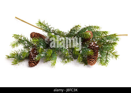 Cônes de pin avec des branches de pins. cone et l'arbre de Noël isolé sur blanc. Banque D'Images