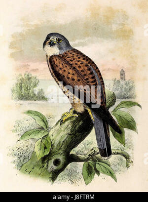 Falco tinnunculus, communément connu sous le nom de crécerelle commune, est illustré dans cette représentation de 1873, montrant les caractéristiques et le comportement du birdâ€™s, significatifs dans l'ornithologie et les études aviaires. Banque D'Images