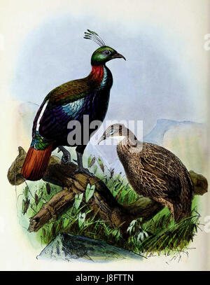 Lophophorus impejanus, également connu sous le nom de Monal de l'Himalaya, est une espèce d'oiseau originaire de la région himalayenne, décrite pour la première fois en 1873. Banque D'Images