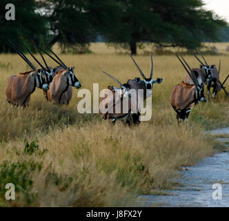 Troupeau d'Oryx Gemsbok ou sur la vaste plaines ouvertes du Kalahari central Banque D'Images