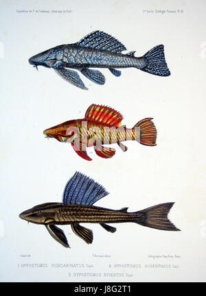 FÃ©Lix de Castelnau est une étude détaillée publiée au XIXe siècle, qui porte sur la vie aquatique en Amérique du Sud. Ses recherches comprennent des descriptions et des illustrations de diverses espèces de poissons trouvées dans la région. Banque D'Images