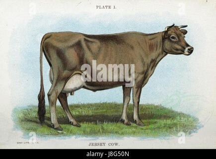 Cette image représente une vache Jersey, une race connue pour sa production laitière et son pelage marron clair distinctif. Le Jersey est prisé pour sa teneur élevée en matière grasse butyrique, ce qui en fait un favori dans l'élevage laitier. Banque D'Images