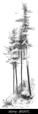 'Forest Hymn pg 29b' se réfère probablement à une œuvre musicale ou littéraire, peut-être un hymne ou un poème associé aux forêts. Cette pièce reflète les thèmes de la nature, de la vénération et de la beauté des environnements boisés. Banque D'Images