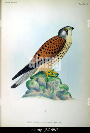 Falco tinnunculus, communément connu sous le nom de crécerelle, est un oiseau de proie que l'on trouve dans diverses régions d'Europe, d'Asie et d'Afrique du Nord. Ce spécimen fait partie de la *Fauna Japonica*, une étude de la faune sauvage au Japon. Banque D'Images