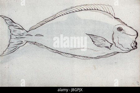 Ce titre fait référence à une période comprise entre 1601 et 1603 à Gueldre, aux pays-Bas, et inclut la mention de Cyphomycter tuberosus, probablement un organisme ou une espèce de la région, comme une plante ou un animal. Banque D'Images