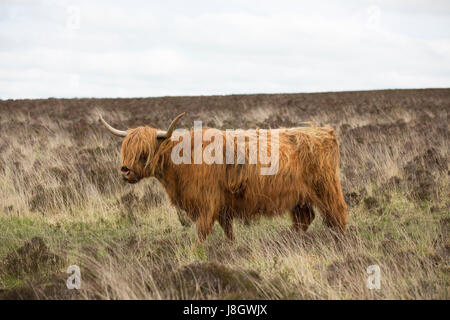 Longicorne highland cow standing entre dry bracken et Heather sur Exmoor National Park. Shaggy animal en liberté sur des collines. Banque D'Images