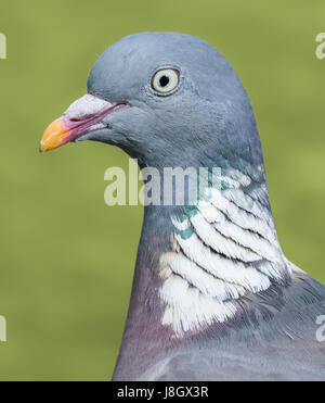 La tête et le cou de Pigeon macro. Bois commun pigeon (Columba palumbus) libre. Banque D'Images