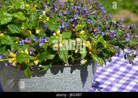 Dans ce pot, vous pouvez voir une combinaison de Myosotis, plus communément connu sous le nom de forget-me-not, fleurs et scorpion grass. Banque D'Images