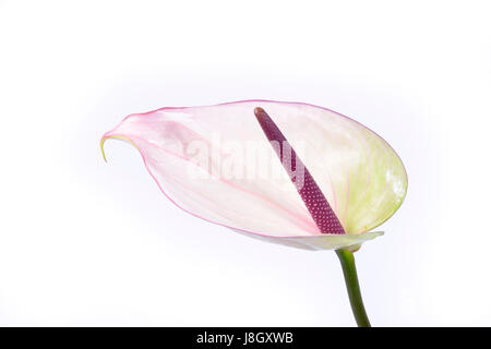 Une belle fleur de l'Anthurium isolé sur un fond blanc. Banque D'Images