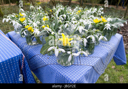 Petites collections de perce-neige et de narcisse tous mis dans des bocaux en verre debout sur une table décorée avec une nappe bleue. Banque D'Images