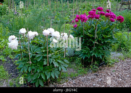 Deux buissons de roses pivoine croissant le long de l'autre côté dans un jardin. la gauche sont blancs comme neige fraîche et ceux de droite sont rose vif. Banque D'Images