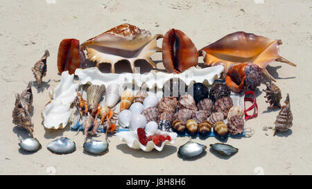 Shell, collection, coquillage, l'eau salée, mer, océan, l'eau, la nature, belle, Banque D'Images