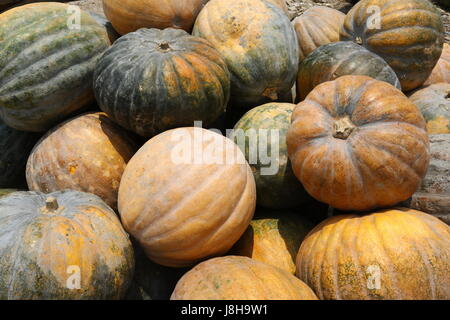 Citrouille (Cucurbita moschata musc), Muskat de Provence Banque D'Images