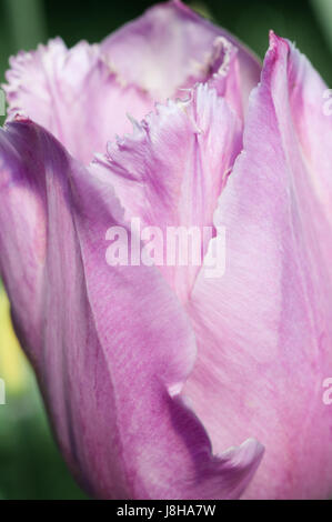 Libre de tulipe rose des bords effilochés. Banque D'Images
