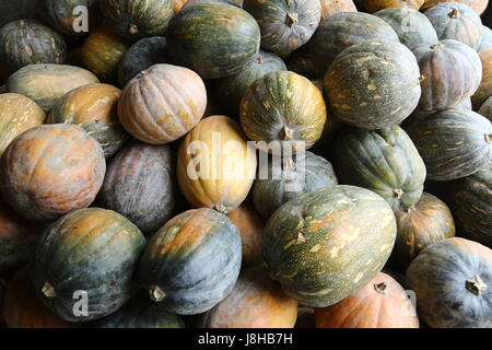 Citrouille (Cucurbita moschata musc), Muskat de Provence Banque D'Images