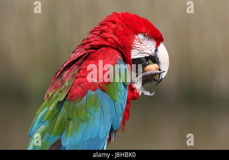 Rouge d'Amérique du Sud et de l'Ara (Ara chloropterus vert) manger une noix. aka Green winged Macaw. Banque D'Images