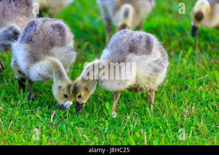 Mild Bernache du Canada (Branta canadensis) oison manger ensemble un jour de printemps au Wisconsin Banque D'Images