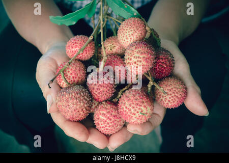 Gros plan sur la main est Sapindaceae fruit Banque D'Images