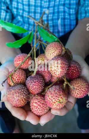 Gros plan sur la main est Sapindaceae fruit Banque D'Images