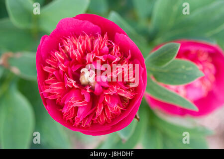 Paeonia officinalis 'Rosea' Anemoniflora fleur. Banque D'Images