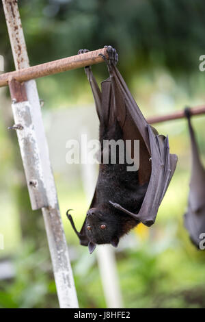 Bat accroché sur une branche d'arbre, de la faune à Bali Banque D'Images