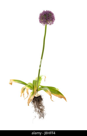 Ensemble de l'Allium giganteum plante isolée sur fond blanc Banque D'Images