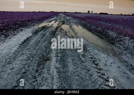 Route de terre gris avec des flaques et des traces de pneus. L'herbe pourpre sur le bord de la route. Ciel sombre Banque D'Images